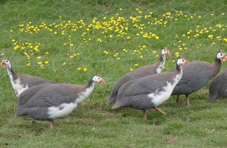 Rowe Island Wildlife Sanctuary